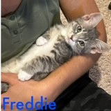 Freddie