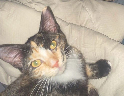 Arya