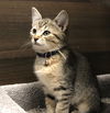Chinchilla