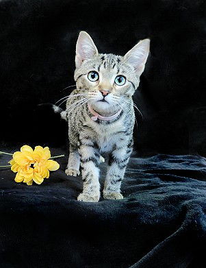 Marilyn