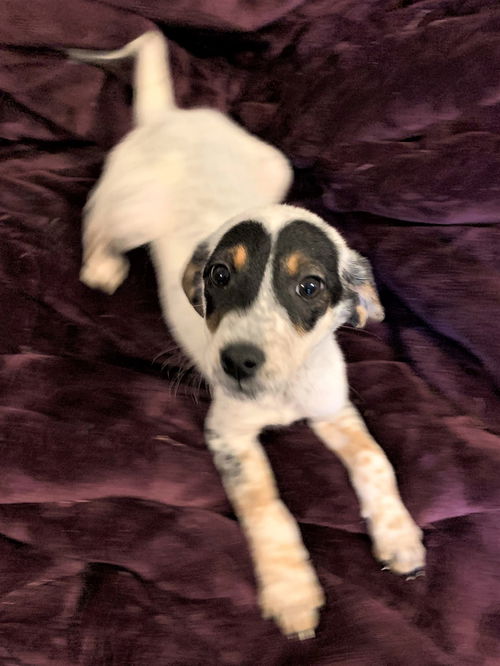 Nova