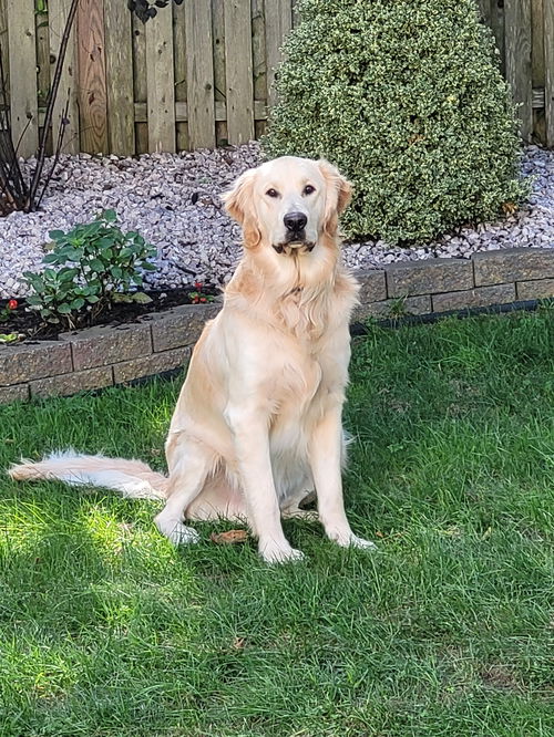 Archie