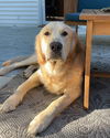 Archie