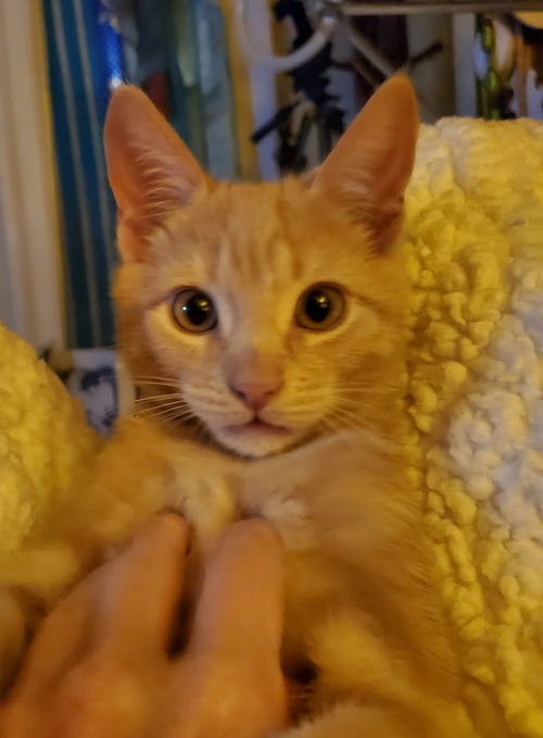 Archie