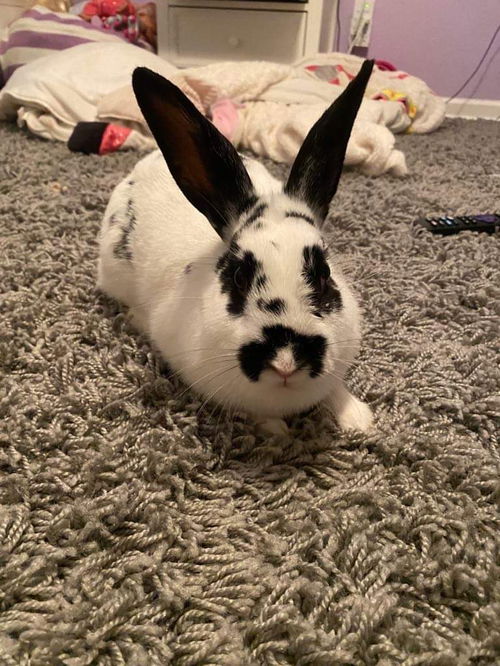 Lola