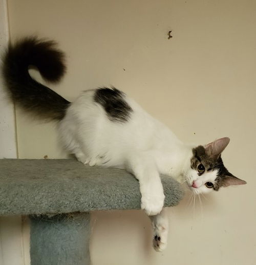 Smokie