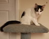 Smokie
