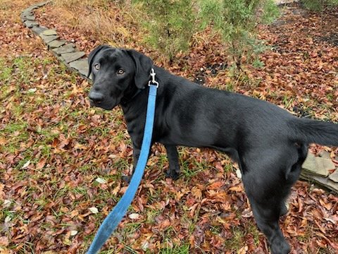 adoptable Dog in Spring Lake, NJ named Tucker
