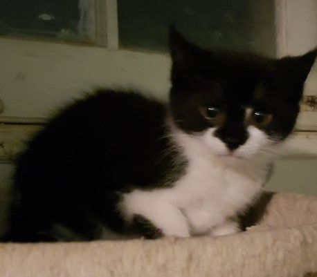 Gizmo