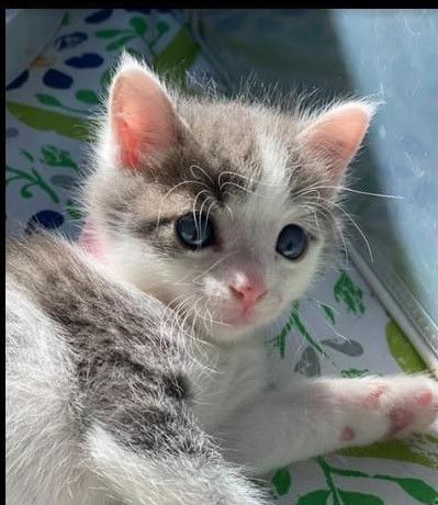 Juno