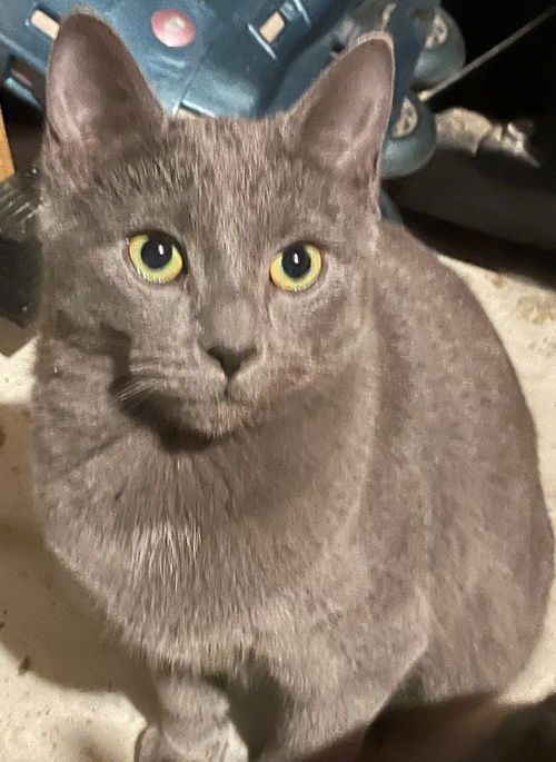 Ash