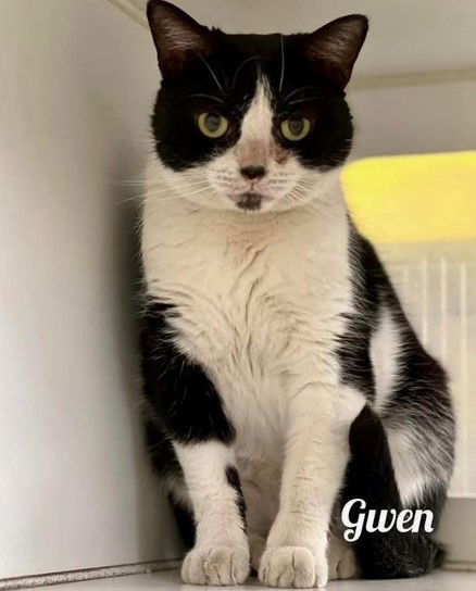 Gwen