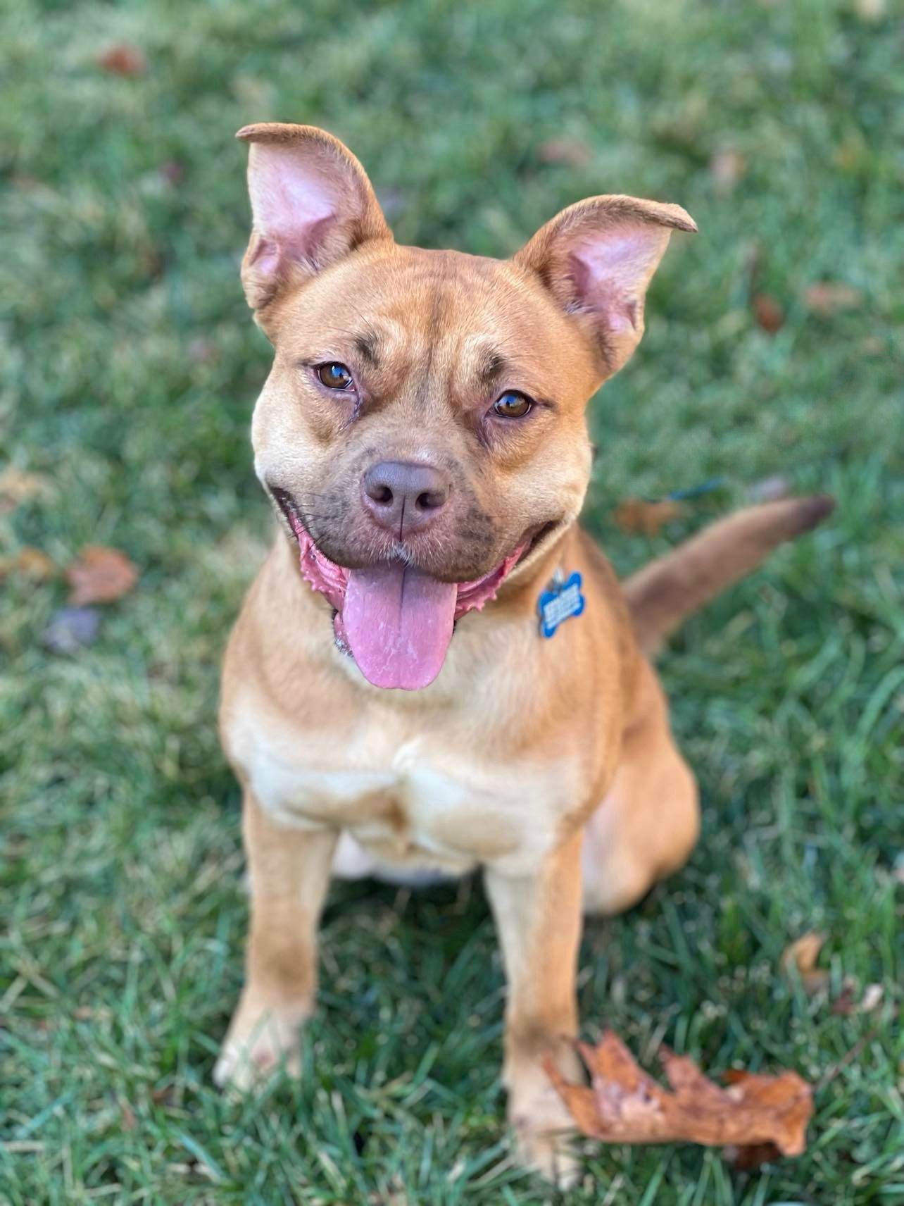 adoptable Dog in Spring Lake, NJ named Muffin