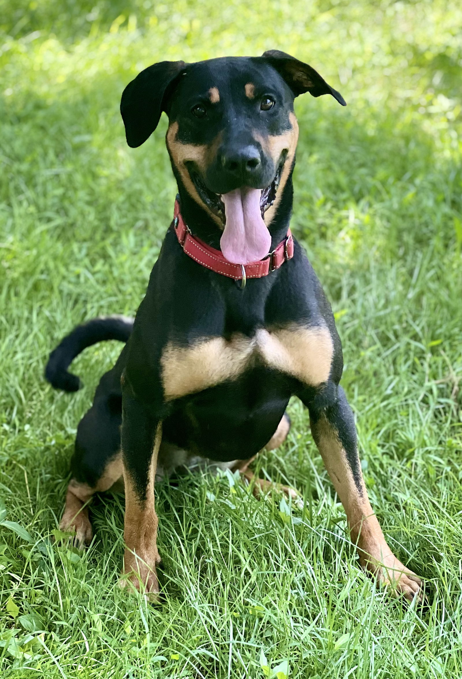 adoptable Dog in Spring Lake, NJ named Zoey