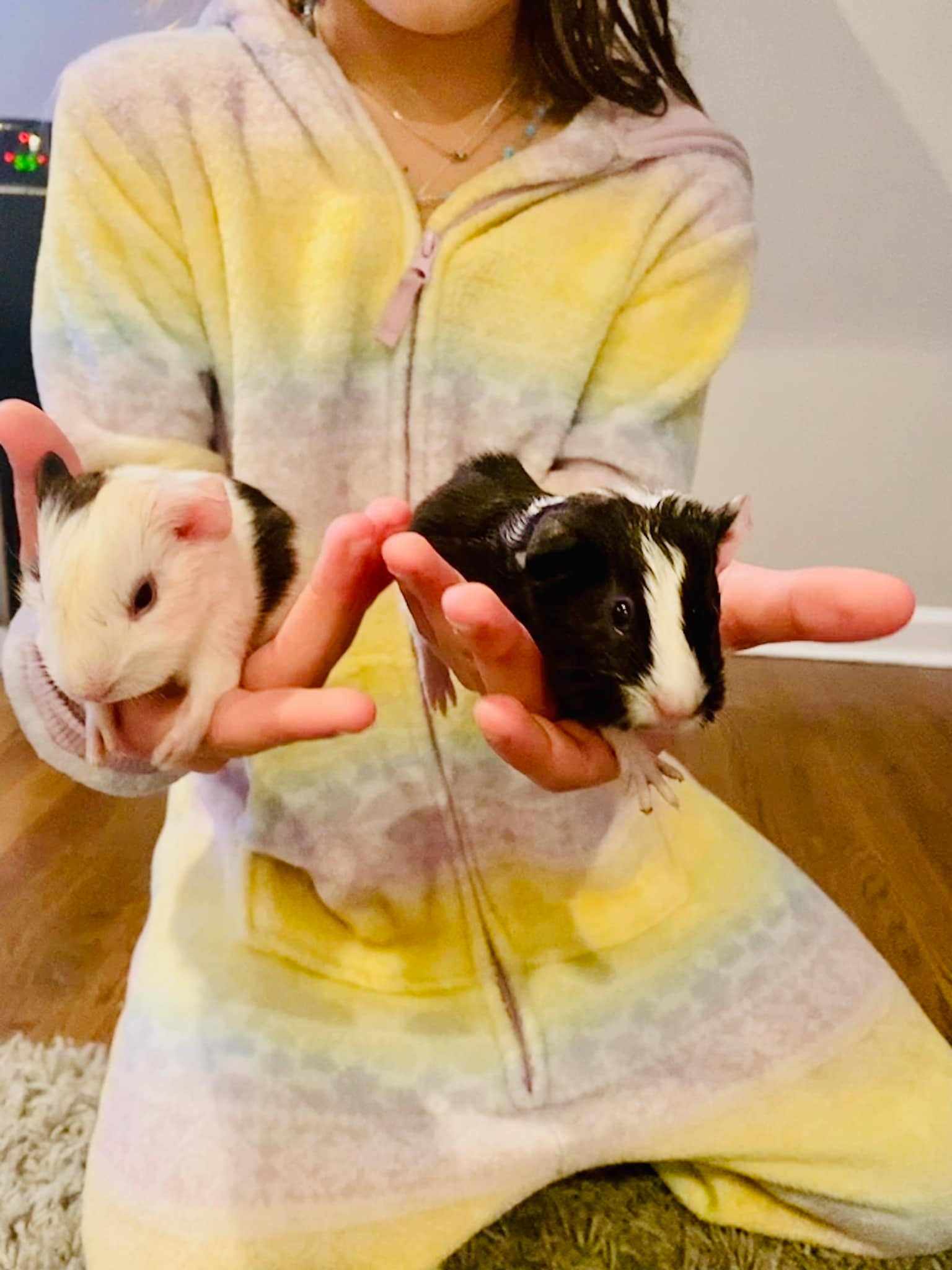 adoptable Guinea Pig in Spring Lake, NJ named Cadbury