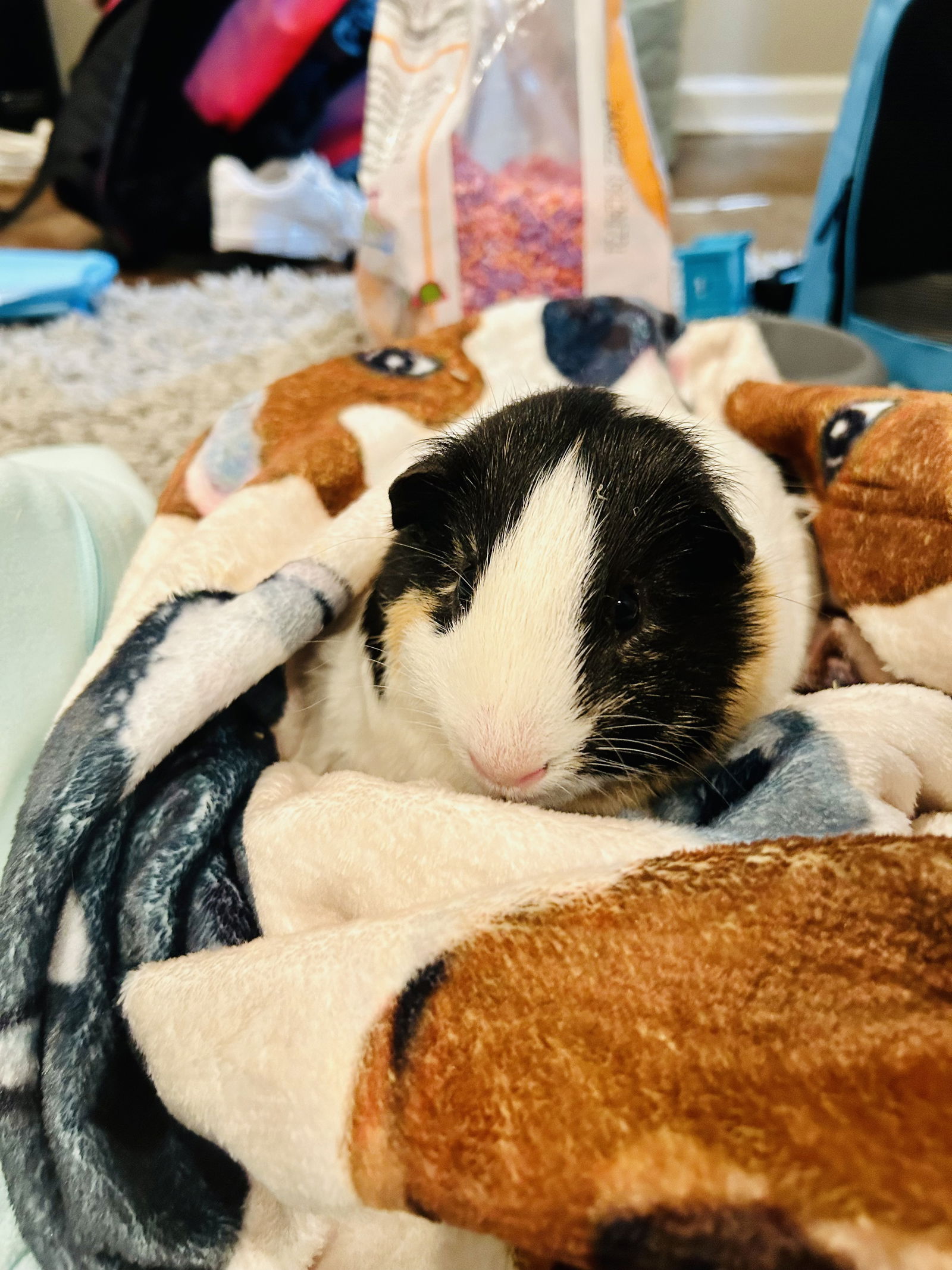 adoptable Guinea Pig in Spring Lake, NJ named Leo