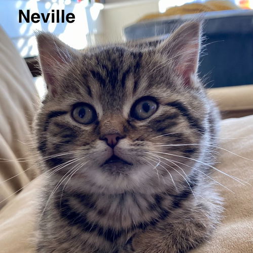 Neville