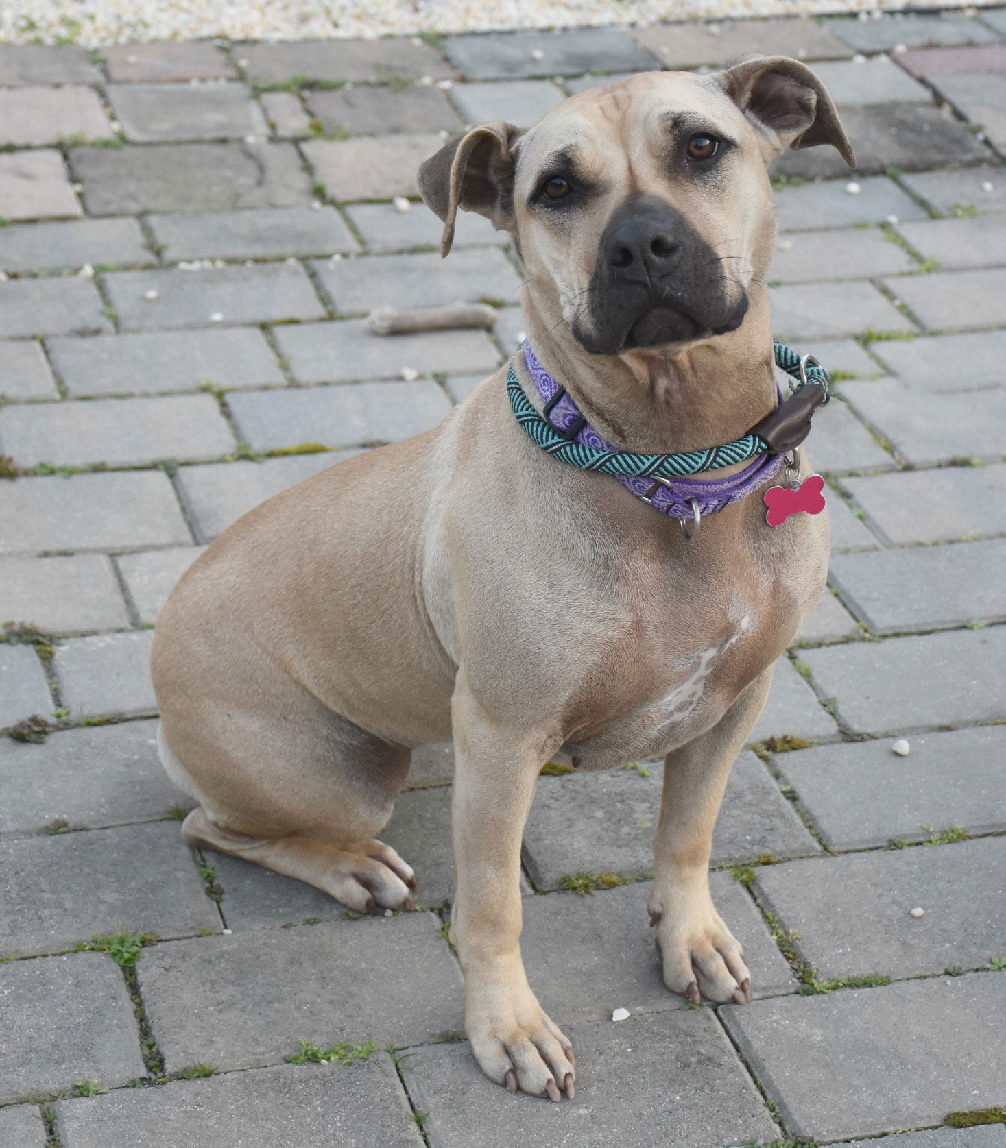 adoptable Dog in Spring Lake, NJ named Skylar