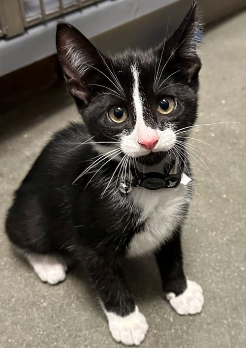 Biscuit