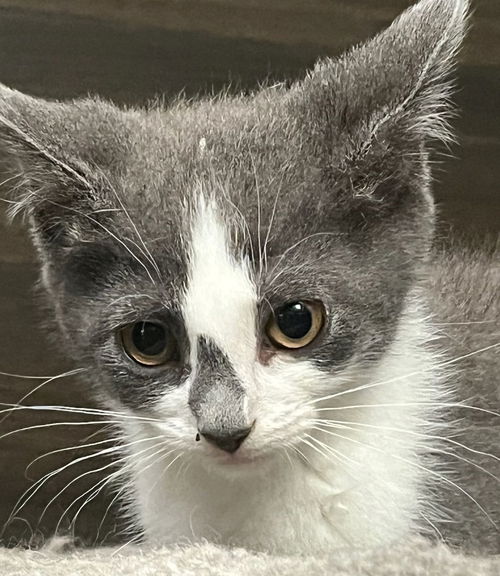 Lila