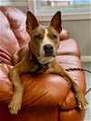 adoptable Dog in , NJ named Lady Mae