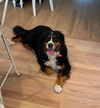 Lola