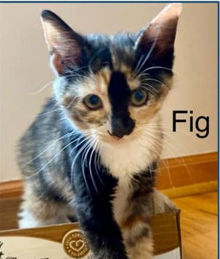 Fig