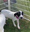 adoptable Dog in  named Lilo