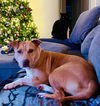 Lola