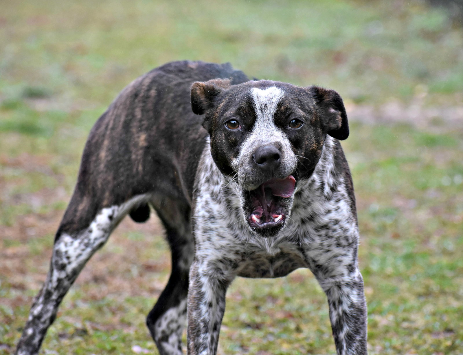 Dog for Adoption Pecan, a Australian Cattle Dog/Blue Heeler in North