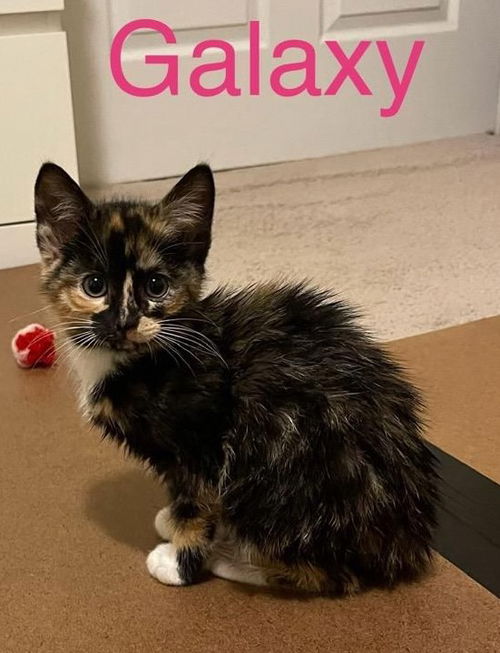Galaxy