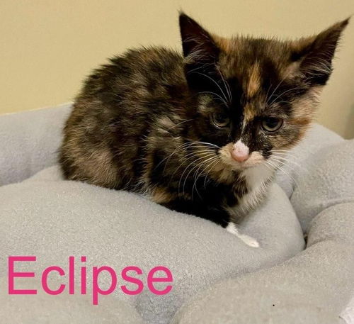 Eclipse