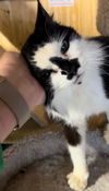 Smudge