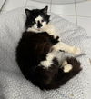 Smudge