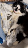 Smudge