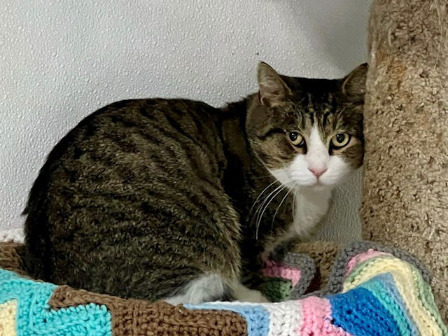 adoptable Cat in Freehold, NJ named Highland