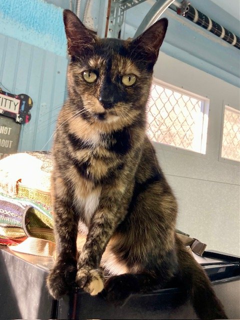 adoptable Cat in Freehold, NJ named Zinnia