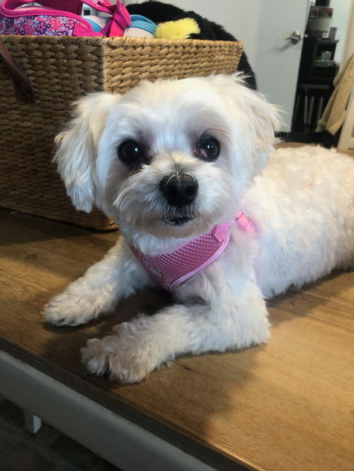 Lola