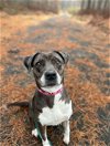 adoptable Dog in  named Star