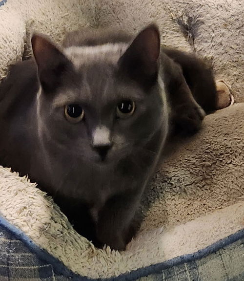 Loki