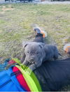The Starbucks Family Puppies