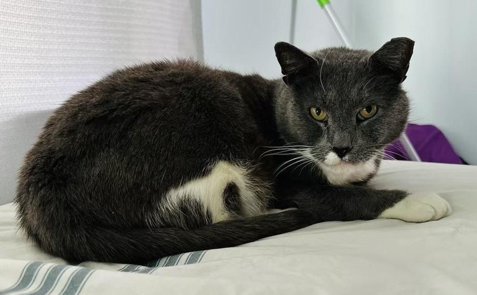 adoptable Cat in Asbury Park, NJ named Grey