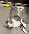 adoptable Cat in , NJ named Kevin