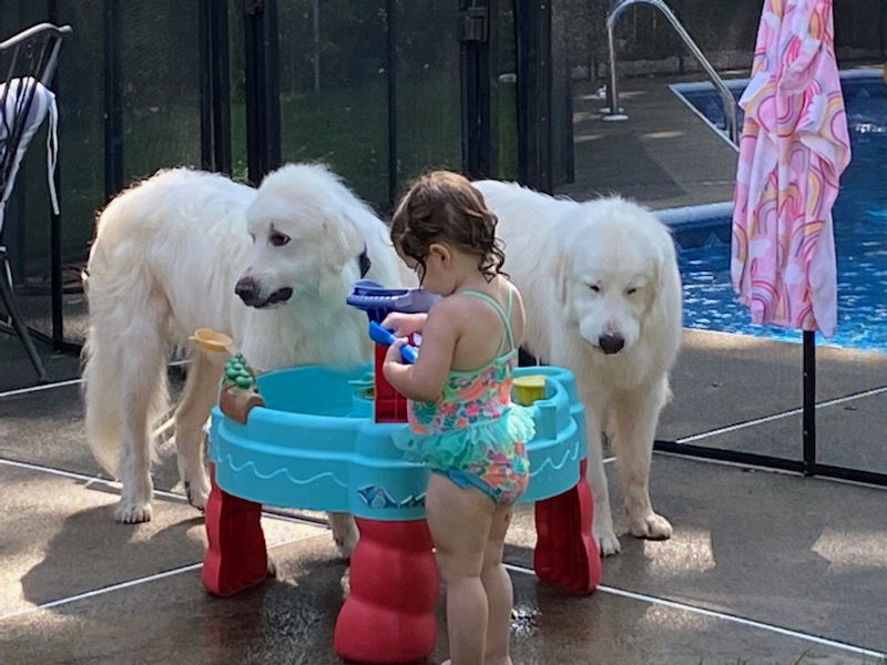 adoptable Dog in Spring Lake, NJ named Mabel and Finn