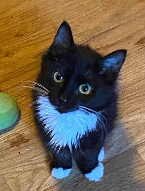 Nubby