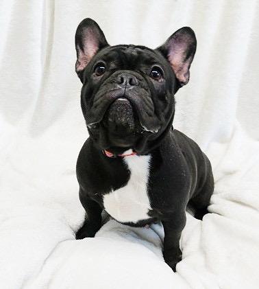 Jolie
