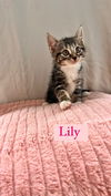 Lily