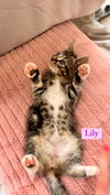 Lily