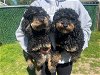 adoptable Dog in howell, NJ named Brandon and Braxton