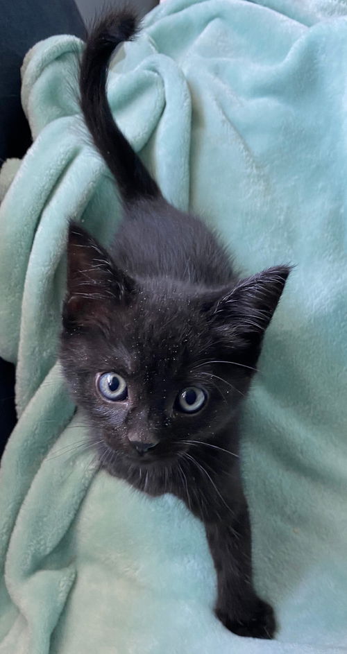 Pixie